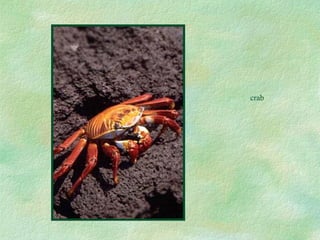 crab 