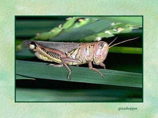 grasshopper 