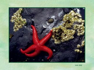 sea star 