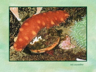 sea cucumber 
