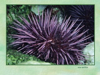 sea urchin 