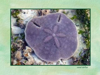 sand dollar 