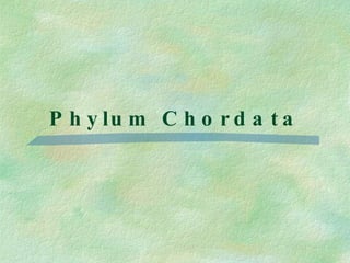 Phylum Chordata 