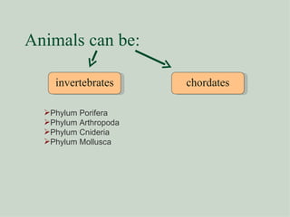 Animals can be: invertebrates chordates Phylum Porifera Phylum Arthropoda Phylum Cnideria Phylum Mollusca 