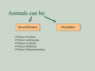 Animals can be: invertebrates chordates Phylum Porifera Phylum Arthropoda Phylum Cnideria Phylum Mollusca Phylum Platyhelminthes 
