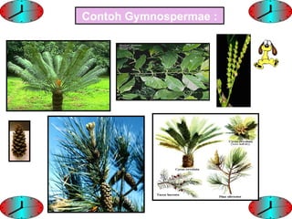 Contoh Gymnospermae :
 