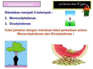 Angiospermae :

Dibedakan menjadi 2 kelompok :
2. Monocotyledonae
3. Dicotyledonae

Coba jelaskan dengan membuat tabel perbedaan antara
        Monocotyledonae dan Dicotyledonae !
 