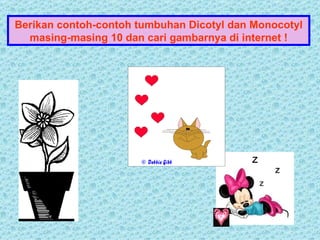 Berikan contoh-contoh tumbuhan Dicotyl dan Monocotyl
  masing-masing 10 dan cari gambarnya di internet !
 