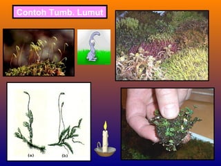 Contoh Tumb. Lumut
 