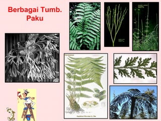Berbagai Tumb.
     Paku
 