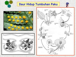 Daur Hidup Tumbuhan Paku
 