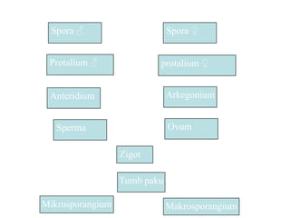 Spora ♂                     Spora ♀


 Protalium ♂              protalium ♀


 Anteridium                   Arkegonium


   Sperma                     Ovum

                  Zigot

                  Tumb paku

Mikrosporangium               Makrosporangium
 