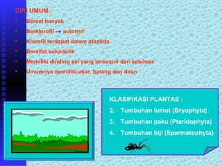 CIRI UMUM :
•   Bersel banyak
•   Berklorofil → autotrof
•   Klorofil terdapat dalam plastida
•   Bersifat eukariotik
•   Memiliki dinding sel yang tersusun dari selulosa
•   Umumnya memiliki akar, batang dan daun




                                       KLASIFIKASI PLANTAE :
                                       2. Tumbuhan lumut (Bryophyta)
                                       3. Tumbuhan paku (Pteridophyta)
                                       4. Tumbuhan biji (Spermatophyta)
 