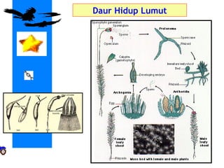 Daur Hidup Lumut
 