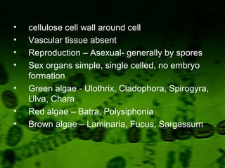 • cellulose cell wall around cell
• Vascular tissue absent
• Reproduction – Asexual- generally by spores
• Sex organs simple, single celled, no embryo
formation
• Green algae - Ulothrix, Cladophora, Spirogyra,
Ulva, Chara
• Red algae – Batra, Polysiphonia
• Brown algae – Laminaria, Fucus, Sargassum
 