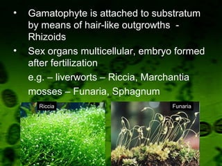 • Gamatophyte is attached to substratum
by means of hair-like outgrowths -
Rhizoids
• Sex organs multicellular, embryo formed
after fertilization
e.g. – liverworts – Riccia, Marchantia
mosses – Funaria, Sphagnum
Riccia Funaria
 