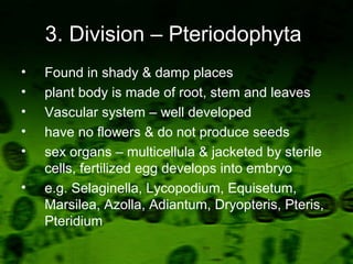 3. Division – Pteriodophyta
• Found in shady & damp places
• plant body is made of root, stem and leaves
• Vascular system – well developed
• have no flowers & do not produce seeds
• sex organs – multicellula & jacketed by sterile
cells, fertilized egg develops into embryo
• e.g. Selaginella, Lycopodium, Equisetum,
Marsilea, Azolla, Adiantum, Dryopteris, Pteris,
Pteridium
 