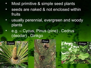 4. Division – Gymnosperm
• Most primitive & simple seed plants
• seeds are naked & not enclosed within
fruits
• usually perennial, evergreen and woody
plants
• e.g. – Cycus, Pinus (pine) , Cedrus
(deodar) , Ginkgo
Cycus
Pinus
Ginkgo
 