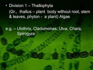 • Division 1 – Thallophyta
(Gr., thallus – plant body without root, stem
& leaves, phyton - a plant) Algae
e.g. – Ulothrix, Cladomonas, Ulva, Chara,
Spirogyra
 