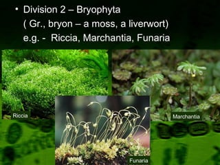 • Division 2 – Bryophyta
( Gr., bryon – a moss, a liverwort)
e.g. - Riccia, Marchantia, Funaria
Riccia Marchantia
Funaria
 