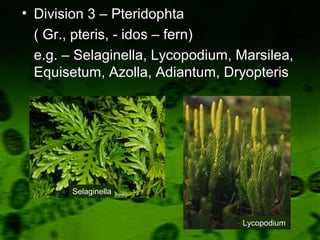• Division 3 – Pteridophta
( Gr., pteris, - idos – fern)
e.g. – Selaginella, Lycopodium, Marsilea,
Equisetum, Azolla, Adiantum, Dryopteris
Selaginella
Lycopodium
 