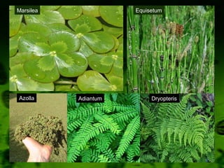 Marsilea Equisetum
Azolla Adiantum Dryopteris
 