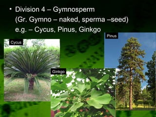 • Division 4 – Gymnosperm
(Gr. Gymno – naked, sperma –seed)
e.g. – Cycus, Pinus, Ginkgo
Cycus
Pinus
Ginkgo
 