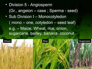 • Division 5 - Angiosperm
(Gr., angeion – case ; Sperma - seed)
• Sub Division I – Monocotyledon
( mono – one, cotyledon – seed leaf)
e.g. – Maize, Wheat, rice, onion,
sugarcane, barley, banana, coconut
Wheat Rice Sugarcane
 