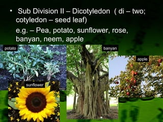 • Sub Division II – Dicotyledon ( di – two;
cotyledon – seed leaf)
e.g. – Pea, potato, sunflower, rose,
banyan, neem, apple
potato
sunflower
banyan
apple
 