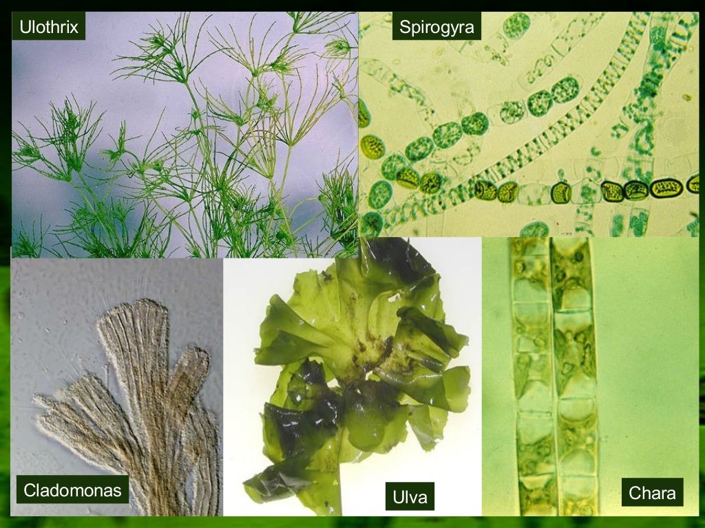 Рассмотрите изображение растений порфира пестрая улотрикс платан восточный