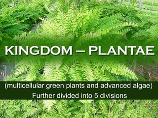 (multicellular green plants and advanced algae)
Further divided into 5 divisions
 
