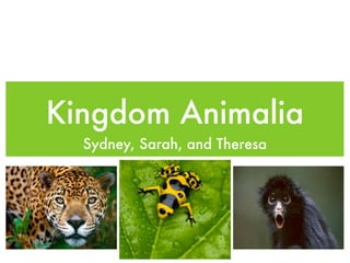 Kingdom Animalia
  Sydney, Sarah, and Theresa
 