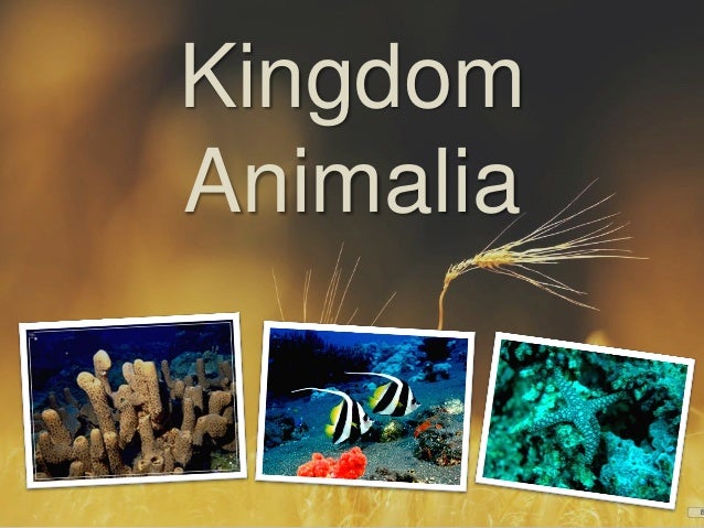 Kingdom animal