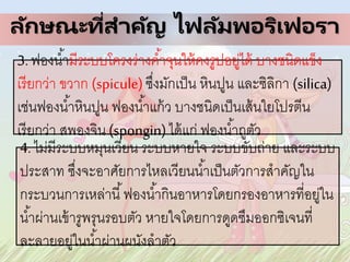 ลักษณะที่สาคัญ ไฟลัมพอริเฟอรา
3. ฟองน้ามีระบบโครงร่างค้าจุนให้คงรูปอยู่ได้ บางชนิดแข็ง
เรียกว่า ขวาก (spicule)ซึ่งมักเป็น หินปูน และซิลิกา (silica)
เช่นฟองน้าหินปูน ฟองน้าแก้ว บางชนิดเป็นเส้นใยโปรตีน
เรียกว่า สพองจิน (spongin)ได้แก่ ฟองน้าถูตัว
4. ไม่มีระบบหมุนเวียน ระบบหายใจ ระบบขับถ่าย และระบบ
ประสาท ซึ่งจะอาศัยการไหลเวียนน้าเป็นตัวการสาคัญใน
กระบวนการเหล่านี้ฟองน้ากินอาหารโดยกรองอาหารที่อยู่ใน
น้าผ่านเข้ารูพรุนรอบตัว หายใจโดยการดูดซึมออกซิเจนที่
ละลายอยู่ในน้าผ่านผนังลาตัว
 