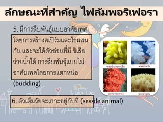 ลักษณะที่สาคัญ ไฟลัมพอริเฟอรา
5. มีการสืบพันธุ์แบบอาศัยเพศ
โดยการสร้างสเปิร์มและไข่ผสม
กัน และจะได้ตัวอ่อนที่มี ซิเลีย
ว่ายน้าได้ การสืบพันธุ์แบบไม่
อาศัยเพศโดยการแตกหน่อ
(budding)
6. ตัวเต็มวัยจะเกาะอยู่กับที่ (sessile animal)
 