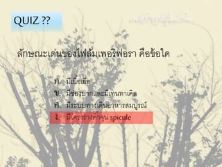 ลักษณะเด่นของไฟลัมเพอริฟอรา คือข้อใด
QUIZ ??
ก. มีเนื้อเยื่อ
ข. มีช่องปากและมีเทนทาเคิล
ค. มีระบบทางเดินอาหารสมบูรณ์
ง. มีโครงร่างค้าจุน spicule
 
