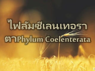 ไฟลัมซีเลนเทอรา
ตาPhylum Coelenterata
 