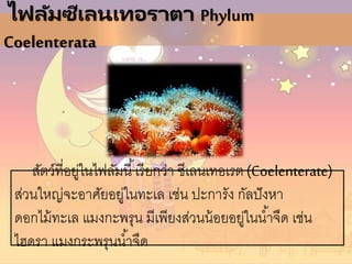 ไฟลัมซีเลนเทอราตา Phylum
Coelenterata
สัตว์ที่อยู่ในไฟลัมนี้เรียกว่า ซีเลนเทอเรต (Coelenterate)
ส่วนใหญ่จะอาศัยอยู่ในทะเล เช่น ปะการัง กัลปังหา
ดอกไม้ทะเล แมงกะพรุน มีเพียงส่วนน้อยอยู่ในน้าจืด เช่น
ไฮดรา แมงกระพรุนน้าจืด
 
