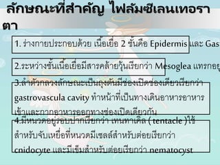 ลักษณะที่สาคัญ ไฟลัมซีเลนเทอรา
ตา
1. ร่างกายประกอบด้วย เนื้อเยื่อ 2 ชั้นคือ Epidermisเเละ Gast
2.ระหว่างชั้นเนื้อเยื่อมีสารคล้ายวุ้นเรียกว่า Mesoglea เเทรกอย
3.ลาตัวกลวงลักษณะเป็นถุงตันมีช่องเปิดช่องเดียวเรียกว่า
gastrovascula cavity ทาหน้าที่เป็นทางเดินอาหารอาหาร
เข้าเเละกากอาหารออกทางช่องเปิดเดียวกัน
4.มีหนวดอยู่รอบปากเรียกว่า เทนทาเคิล (tentacle )ใช้
สาหรับจับเหยื่อที่หนวดมีเซลล์สาหรับต่อยเรียกว่า
cnidocyteเเละมีเข็มสาหรับต่อยเรียกว่า nematocyst
 