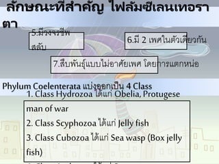 ลักษณะที่สาคัญ ไฟลัมซีเลนเทอรา
ตา
5.มีวงจรชีพ
สลับ
7.สืบพันธุ์แบบไม่อาศัยเพศ โดยการแตกหน่อ
6.มี 2 เพศในตัวเดียวกัน
PhylumCoelenterata แบ่งออกเป็น 4 Class
1. Class Hydrozoaได้แก่ Obelia,Protugese
man of war
2. Class Scyphozoaได้แก่ Jellyfish
3. Class Cubozoaได้แก่ Sea wasp (Box jelly
fish)
 