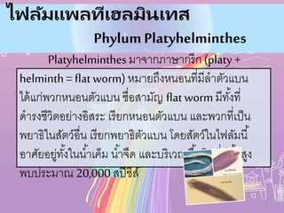 ไฟลัมแพลทีเฮลมินเทส
PhylumPlatyhelminthes
Platyhelminthesมาจากภาษากรีก (platy +
helminth= flat worm) หมายถึงหนอนที่มีลาตัวแบน
ได้แก่พวกหนอนตัวแบน ชื่อสามัญ flat worm มีทั้งที่
ดารงชีวิตอย่างอิสระ เรียกหนอนตัวแบน และพวกที่เป็น
พยาธิในสัตว์อื่น เรียกพยาธิตัวแบน โดยสัตว์ในไฟลัมนี้
อาศัยอยู่ทั้งในน้าเค็ม น้าจืด และบริเวณพื้นดินที่มีชื้นสูง
พบประมาณ 20,000 สปีชีส์
 