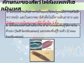 5. มีระบบทางเดินอาหารเป็นแบบไม่สมบูรณ์มีปากแต่ไม่มี
ทวารหนัก และในพวกพยาธิตัวตืดไม่มีทางเดินอาหาร และ
มีพัฒนาการเป็นพวกแรกที่มีเนื้อเยื่อ 3 ชั้น
6. มีทั้งสองเพศในตัวเดียวกัน สามารถผสมพันธุ์ได้ภายใน
ตัวเอง (Selffertilization) และผสมพันธุ์ข้ามตัว (Cross
fretilization)
ลักษณะของสัตว์ไฟลัมแพลทีเฮ
ลมินเทส
 