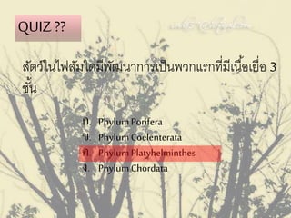 สัตว์ในไฟลัมใดมีพัฒนาการเป็นพวกแรกที่มีเนื้อเยื่อ 3
ชั้น
QUIZ ??
ก. PhylumPorifera
ข. PhylumCoelenterata
ค. PhylumPlatyhelminthes
ง. PhylumChordata
 