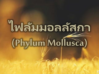 ไฟลัมมอลลัสกา
(Phylum Mollusca)
 