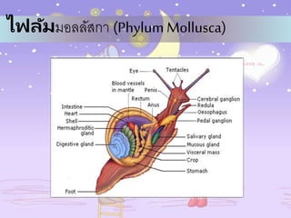 ไฟลัมมอลลัสกา (Phylum Mollusca)
 