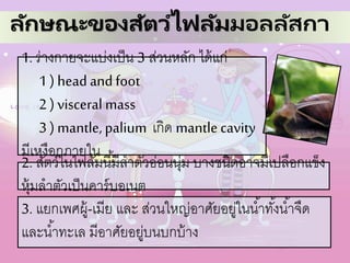 ลักษณะของสัตว์ไฟลัมมอลลัสกา
1. ร่างกายจะแบ่งเป็น 3 ส่วนหลัก ได้แก่
1 ) head and foot
2 ) visceral mass
3 ) mantle,palium เกิด mantle cavity
มีเหงือกภายใน
2. สัตว์ในไฟลัมนี้มีลาตัวอ่อนนุ่ม บางชนิดอาจมีเปลือกแข็ง
หุ้มลาตัวเป็นคาร์บอเนต
3. แยกเพศผู้-เมีย และ ส่วนใหญ่อาศัยอยู่ในน้าทั้งน้าจืด
และน้าทะเล มีอาศัยอยู่บนบกบ้าง
 