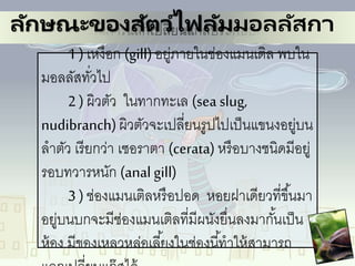 4. อวัยวะในการแลกเปลี่ยนแก๊สประกอบด้วย
1 ) เหงือก (gill)อยู่ภายในช่องแมนเติล พบใน
มอลลัสทั่วไป
2 ) ผิวตัว ในทากทะเล (sea slug,
nudibranch)ผิวตัวจะเปลี่ยนรูปไปเป็นแขนงอยู่บน
ลาตัว เรียกว่า เซอราตา (cerata) หรือบางชนิดมีอยู่
รอบทวารหนัก (anal gill)
3 ) ช่องแมนเติลหรือปอด หอยฝาเดียวที่ขึ้นมา
อยู่บนบกจะมีช่องแมนเติลที่มีผนังยื่นลงมากั้นเป็น
ห้อง มีของเหลวหล่อเลี้ยงในช่องนี้ทาให้สามารถ
ลักษณะของสัตว์ไฟลัมมอลลัสกา
 