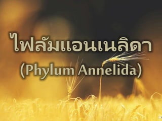 ไฟลัมแอนเนลิดา
(Phylum Annelida)
 