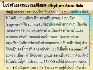 ไฟลัมแอนเนลิดา Phylum AnnelidaAnnelidaมาจากภาษาละติน(annullus= little
ring)แปลว่า วงแหวนหรือปล้อง หมายถึง หนอนปล้อง สัตว์
ในไฟลัมแอนเนลิดา มีร่างกายที่ประกอบด้วยปล้อง
(segment หรือ somite) แต่ละปล้องคล้ายวงแหวนเรียงต่อ
กันจนตลอดลาตัว และแสดงการเป็นปล้องทั้งภายในและ
ภายนอก เช่นลักษณะกล้ามเนื้อ ระบบประสาท ระบบ
หมุนเวียนโลหิต อวัยวะขับถ่ายตลอดจนอวัยวะสืบพันธุ์ ต่าง
ก็จัดเป็นชุดซ้า ๆ กันตลอดลาตัว และมีเยื่อกั้น (septum) กั้น
ระหว่างปล้อง ทาให้ช่องตัว ถูกแบ่งออกเป็นส่วน ๆ ด้วย สัตว์
ในไฟลัมนี้ที่รู้จักมีประมาณ 15,000 สปีชีส์ มีขนาดยาวน้อย
กว่า 1 มิลลิเมตร จนยาวถึง 3 เมตร พบอยู่ทั้งในน้าเค็ม น้า
 
