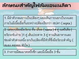 ลักษณะสาคัญไฟลัมแอนเนลิดา
1. มีลาตัวกลมยาวเป็นปล้องๆ มองเห็นภายนอกเป็นวงเเละ
ภายในมีเนื้อเยื่อกั้นระหว่างปล้องเรียกว่า เซปตา (septa )
2. เเต่ละปล้องมีอวัยวะ คือ เดือย (saeta ) 4 คู่ เนฟริเดีย (
อวัยวะขับถ่าย )1 คู่ เส้นประสาท 3 คู่ ทางเดินอาหารเเละ
ช่องลาตัวส่วนหนึ่ง ยกเว้นปล้องที่มีหัวที่ซึ่งมีอวัยวะสาคัญ (
สมอง คอหอย หัวใจ )
3. ร่างกายมีสมมาตรครึ่งซีก และมีเนื้อเยื่อ 3 ชั้น
 